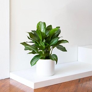 Silver evergreen large pot blanc