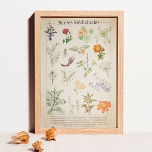 Planche botanique A2 Plantes médicinales