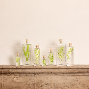 Plante immergée ruscus vert acidulé h21