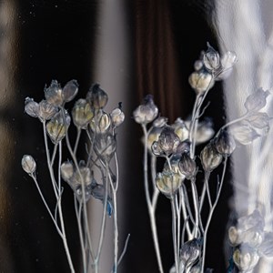 Plante immergée broom bloom bleu h10