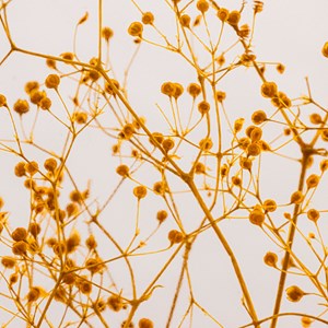 Plante immergée gypsophile safran h12