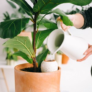Olla hydratante - jaune moutarde