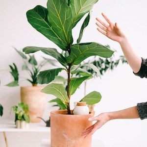 Olla hydratante - jaune moutarde