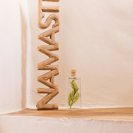 Plante immergée fougère tabalia h17