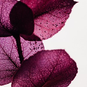 Plante immergée eucalyptus violet h21