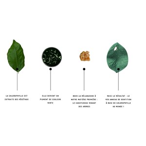 Anneau de dentition feuille de chlorophy