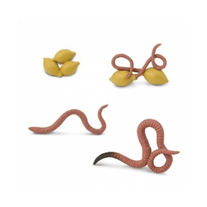 Figurines cycle de vie - ver de terre