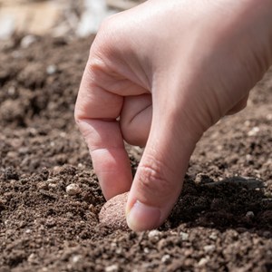 Seed bombs zéro déchet
