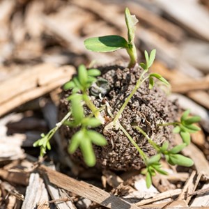 Seed bombs zéro déchet