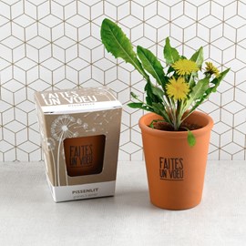 Kit message faites un voeu - pissenlit