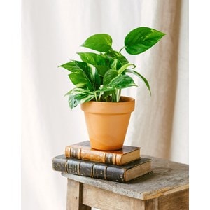 Pothos scindapsus aureum