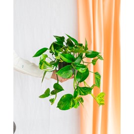 Scindapsus epipremnum