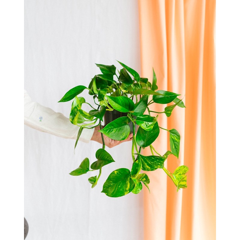 Scindapsus epipremnum