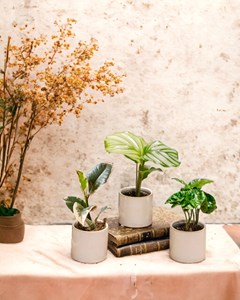 Coffret baby plantes
