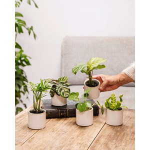 Coffret baby plantes