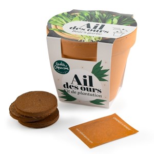 Pot terre cuite antique - ail des ours