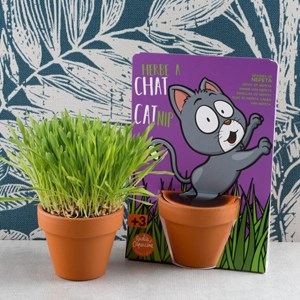 Carte nature - chat - herbe à chat
