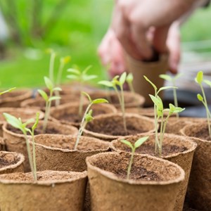 Coffret 12 sachets tomates anciennes