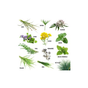 Graines pour mon chat - 12 variétés