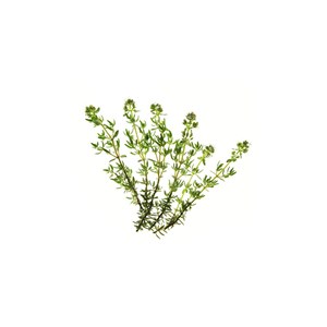 Thym a thujanol - huile essentielle bio - 5ml garantie chromacert® - chémotypée