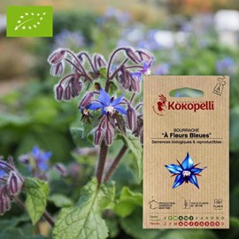 Bourrache à fleurs bleues- graines bio à