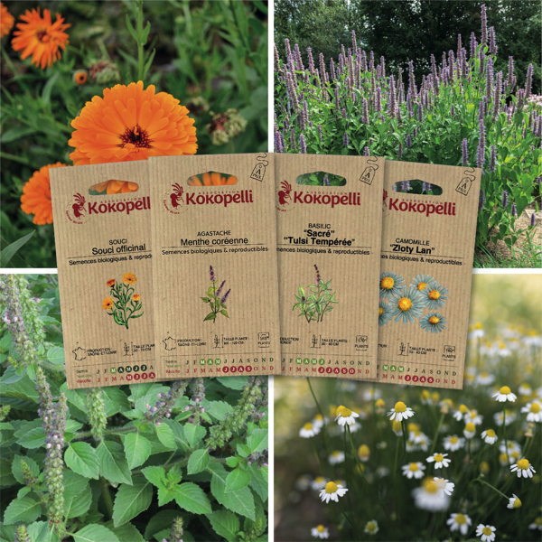 Association Kokopelli - Plantes à tisanes - 4 sachets de graines