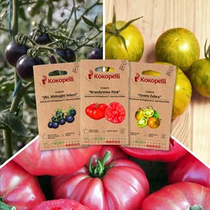 Tomates colorées - 3 sachets bio