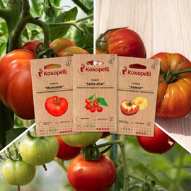 Tomates pour salade - 3 sachets bio
