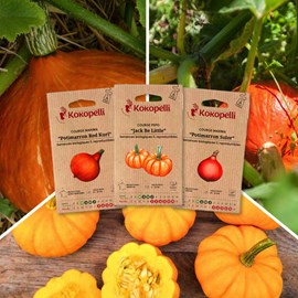 Courges à petits fruits - 3 sachets bio