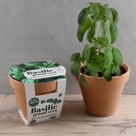 Pot terre cuite - basilic grand vert