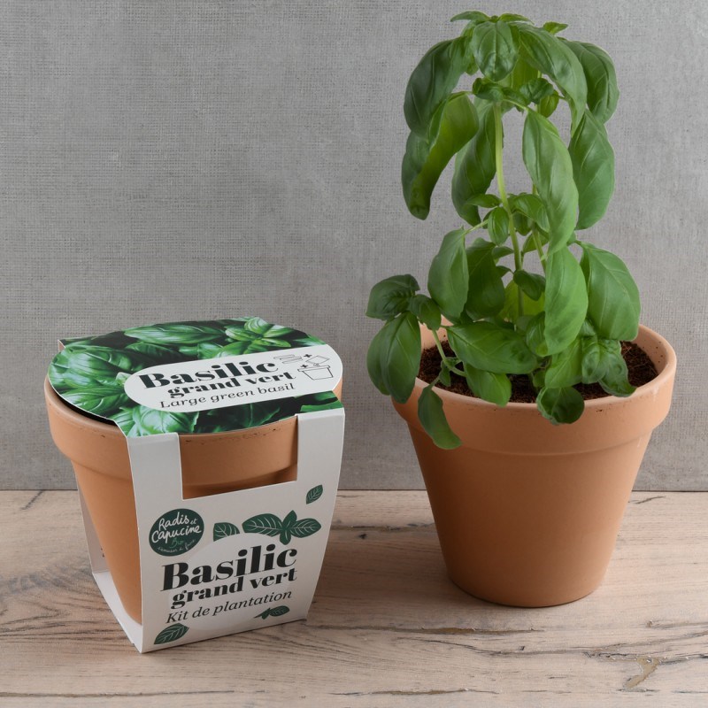 Pot terre cuite - basilic grand vert