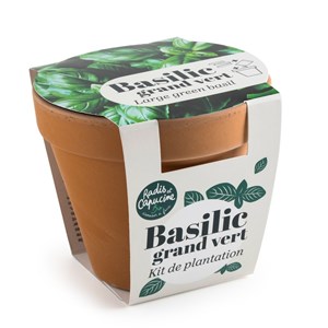 Pot terre cuite - basilic grand vert