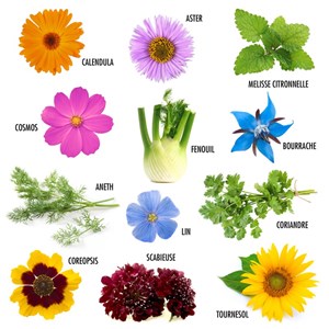 Graines jardin à papillons - 12 variétés