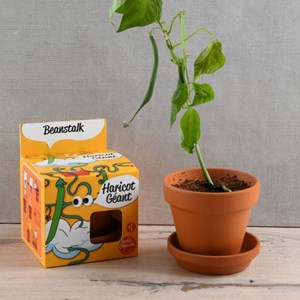 Kit pot enfant - haricot géant