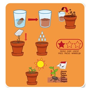 Kit pot enfant - haricot géant