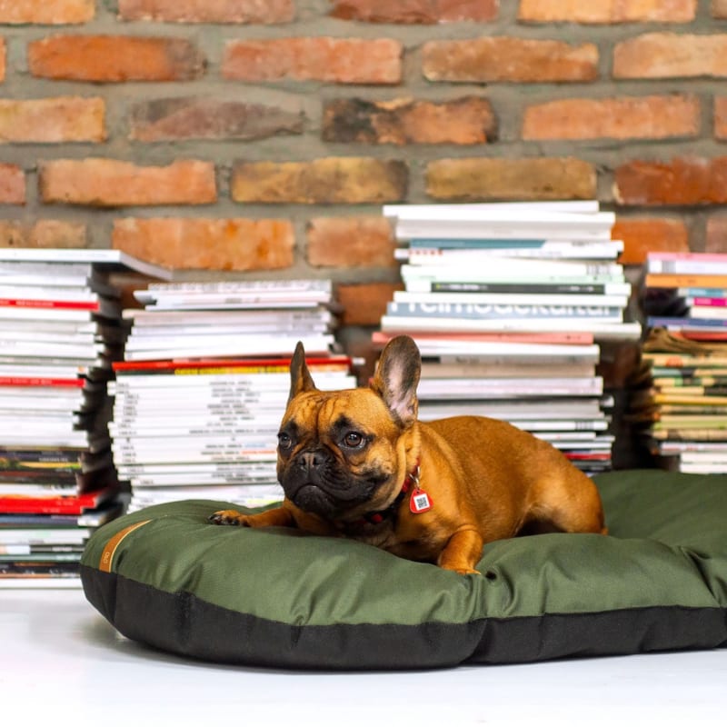 Rexproduct - Pemea, coussin chien kaki, résistant m
