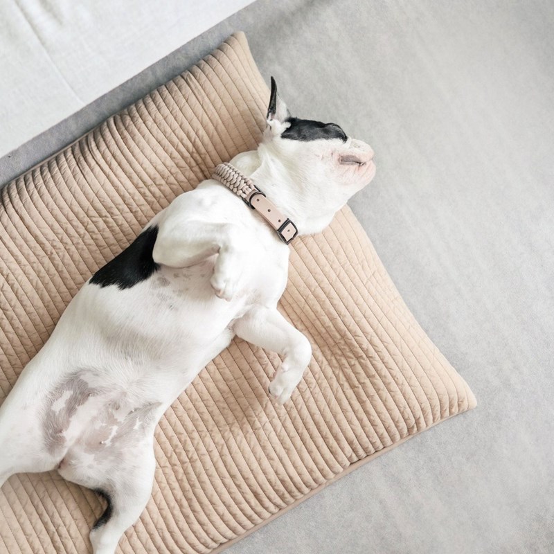 Lambwolf Collective - Maatin, coussin chien réversible nude l