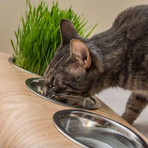 Buvo, gamelle ergonomique chat en chêne