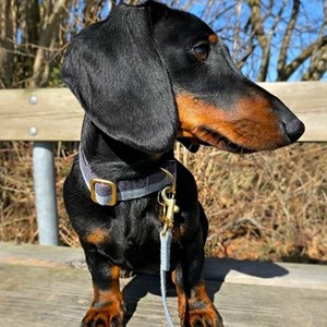 Smuk, laisse réglable en coton bio bleu