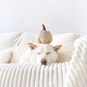 Boo, jouet occupation fouille pour chien