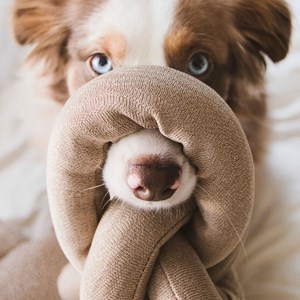 Nousii, jouet occupation chien à nouer