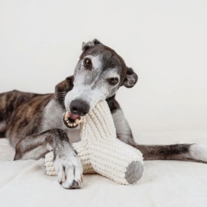 Breuuer, jouet chien avec couineurs, m