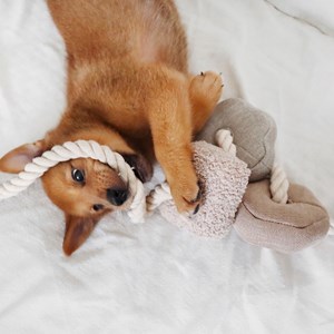 Bloocs, jouet chien set 4 blocs à mâcher