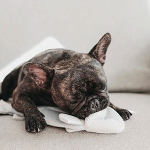 Trouut, jouet de fouille pour chien