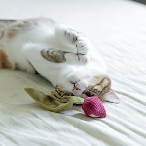 K rad, jouet herbe à chat, radis cerise