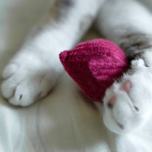 K rad, jouet herbe à chat, radis cerise