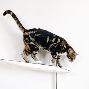 Moon, arbre chat mural métal blanc bleu