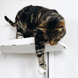 Moon, arbre chat mural métal blanc beige