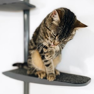 Moon +, arbre à chat mural 4 métal gris