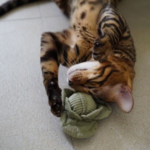 K veggie, set 2 jouets pour chat chien